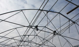 BEYPAZARI FİDE SERASI