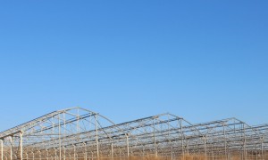 BEYPAZARI FİDE SERASI